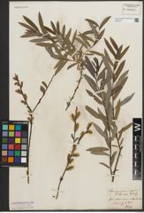 Foto von Salix purpurea L. x Salix repens L.